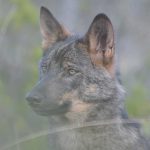 El-negocio-del-lobo_principal