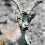 Reserva Regional de Caza Sierra de Gredos