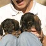 El-perro-veda-II-cachorros2
