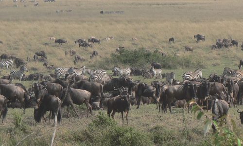 Caza en africa de ñues y otras bestias
