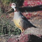 Caza-menor-especies-perdiz-moruna-destacada