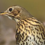 Caza-menor-especies-zorzales_destacada