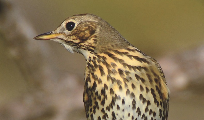 Caza-menor-especies-zorzales_destacada