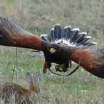 Cetreria-reportajes-el-aguila-de-harris-01