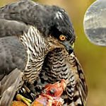 Cetreria-reportajes-tipos-de-aves-para-cetreria-01