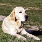 labrador-mayor-2-destacada
