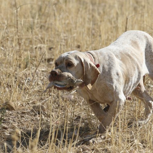 Factores clave para entrenar a un buen perro de caza