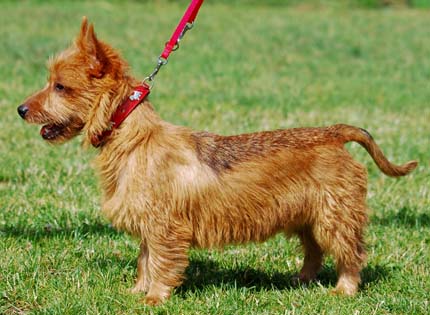 perros-razas-home-terrier-australiano
