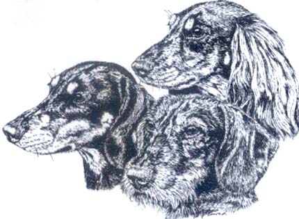 perros-razas-home-teckel