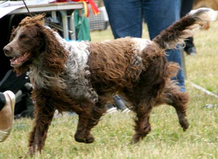 perros-razas-home-spaniel-de-pont-audemer