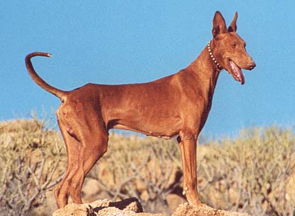perros-razas-home-podenco-canario
