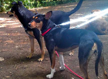 perros-razas-home-gos-rater-valenciano