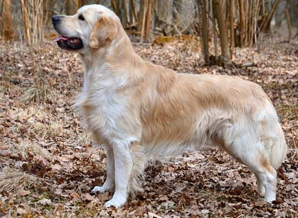 perros-razas-home-golden-retriever