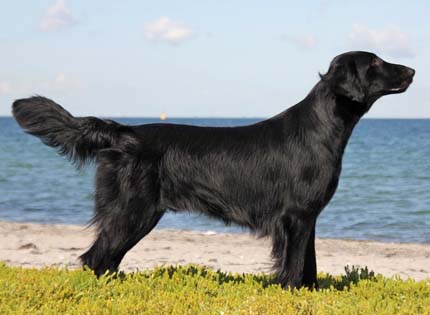 perros-razas-home-flat-coated-retriever