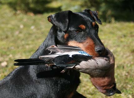 perros-razas-home-deutscher-jagd-terrier