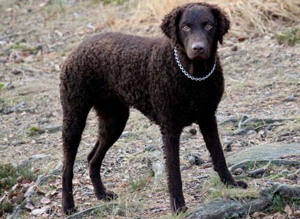 perros-razas-home-curly-coated-retriever