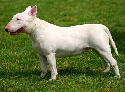 perros-razas-home-bull-terrier