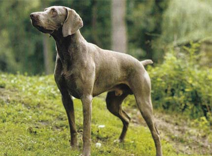 perros-razas-home-braco-de-weimar
