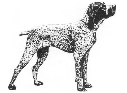 perros-razas-home-braco-de-auvernia