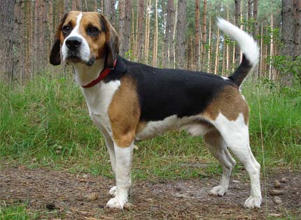 perros-razas-home-beagle-harrier