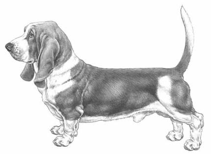 perros-razas-home-basset-hount