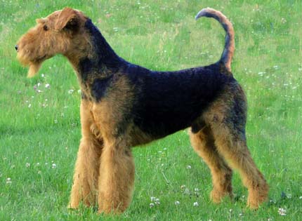 perros-razas-home-airedale-terrier