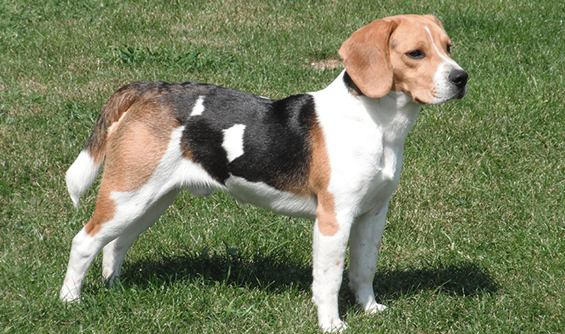 perros-razas-beagle-01