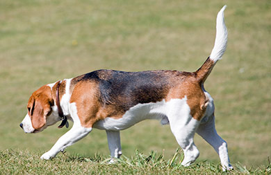 perros-razas-beagle-04
