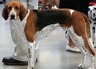 perros-razas-beagle-harrier-02 perros-razas-beagle-harrier-02