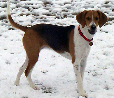 perros-razas-beagle-harrier-03 perros-razas-beagle-harrier-03