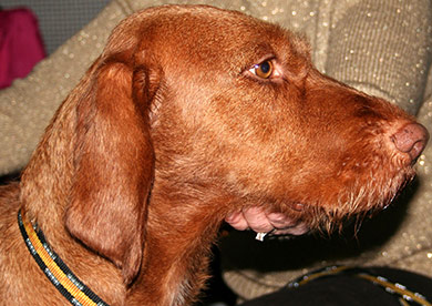perros-razas-braco-hugaro-de-pelo-duro-02