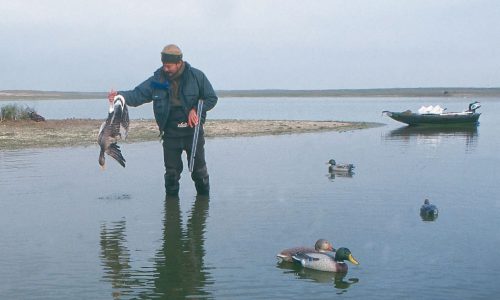 Cacerias de gansos y patos en los cinco continentes
