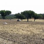 Caza-menor-reportajes-nacional-los-comederos-ayudan-a-criar-tortolas-destacada