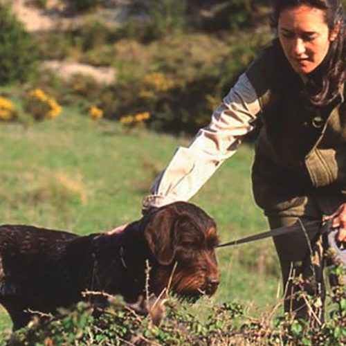 La educación del perro de caza