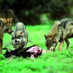 la-vuelta-al-estado-salvaje-cronicas-de-campo1-destacada
