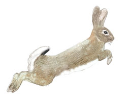 Conejo de Monte