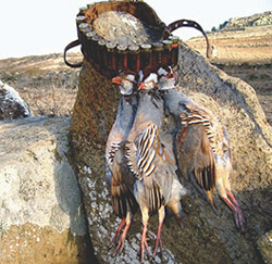 Perdiz Moruna