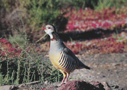 Perdiz Moruna