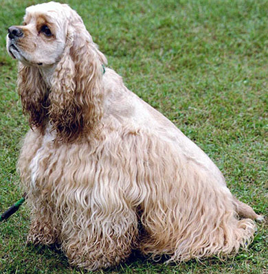 perros-razas-cocker-spaniel-americano-02 perros-razas-cocker-spaniel-americano-02