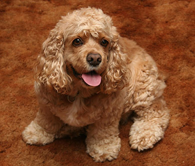 perros-razas-cocker-spaniel-americano-03 perros-razas-cocker-spaniel-americano-03