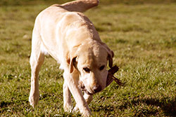 Labrador Retriever