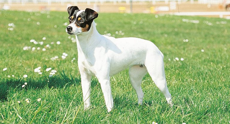 Ratonero Bodeguero Andaluz