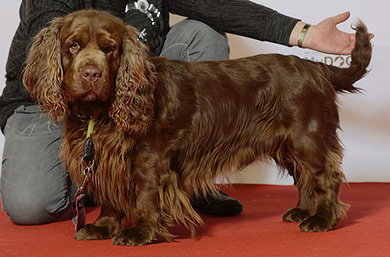 el spaniel ruso es una buena raza de perro