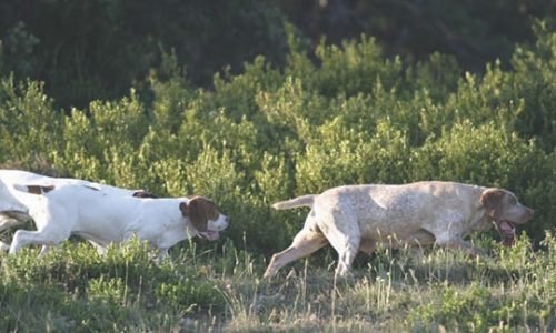 Bases del aprendizaje del perro de caza