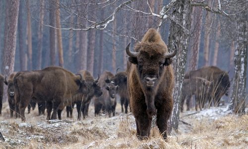 Reintroduccion del bisonte europeo en la Península