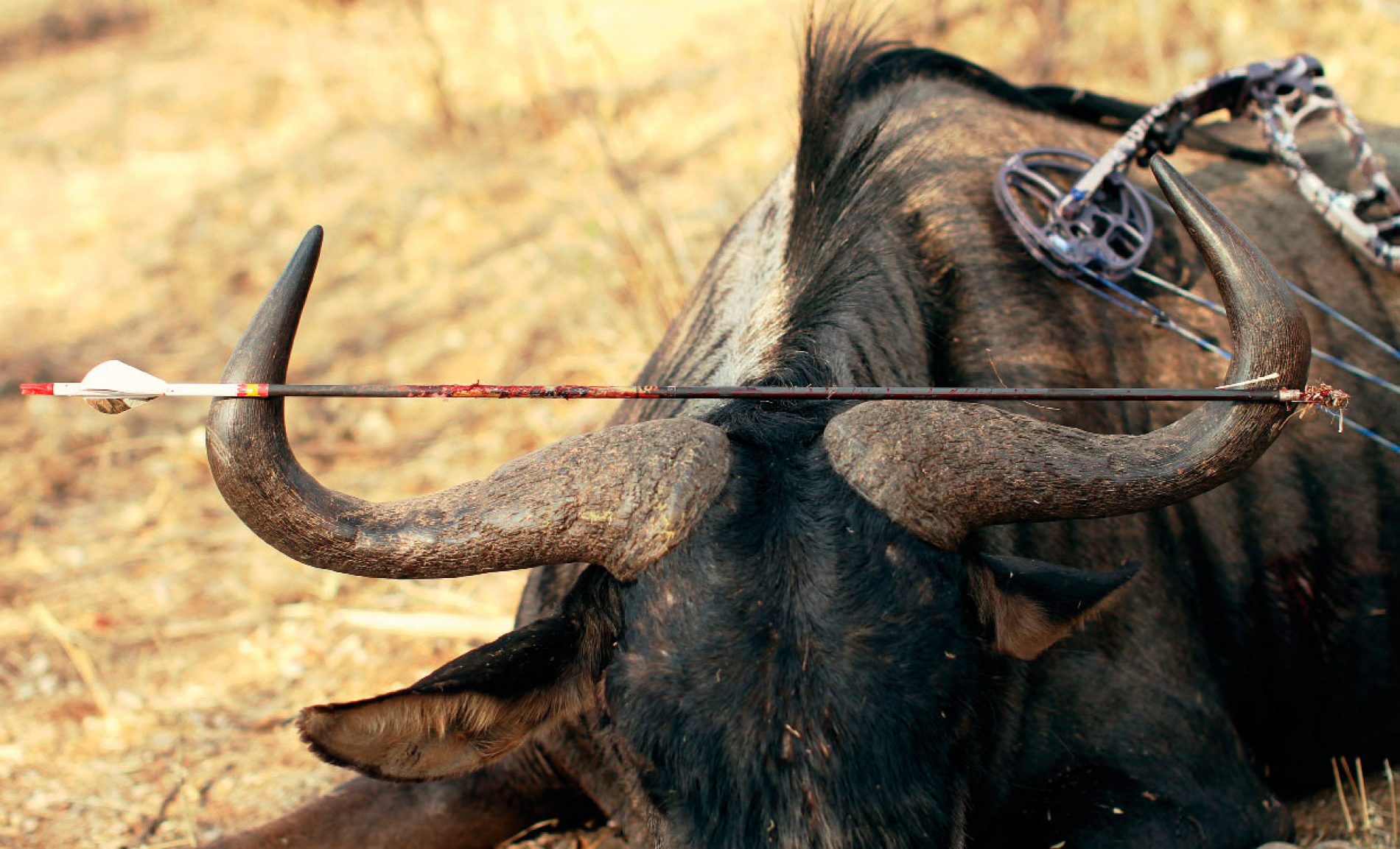 Tipos de flechas y puntas para caza mayor. Introducción a la caza con arco (II)