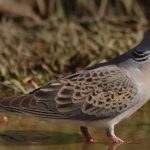 Caza-menor-especies-la-reproducción-de-la-tortola-en-españa-destacada