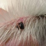 antiparasitarios externos para perros de caza-1 DESTACADA