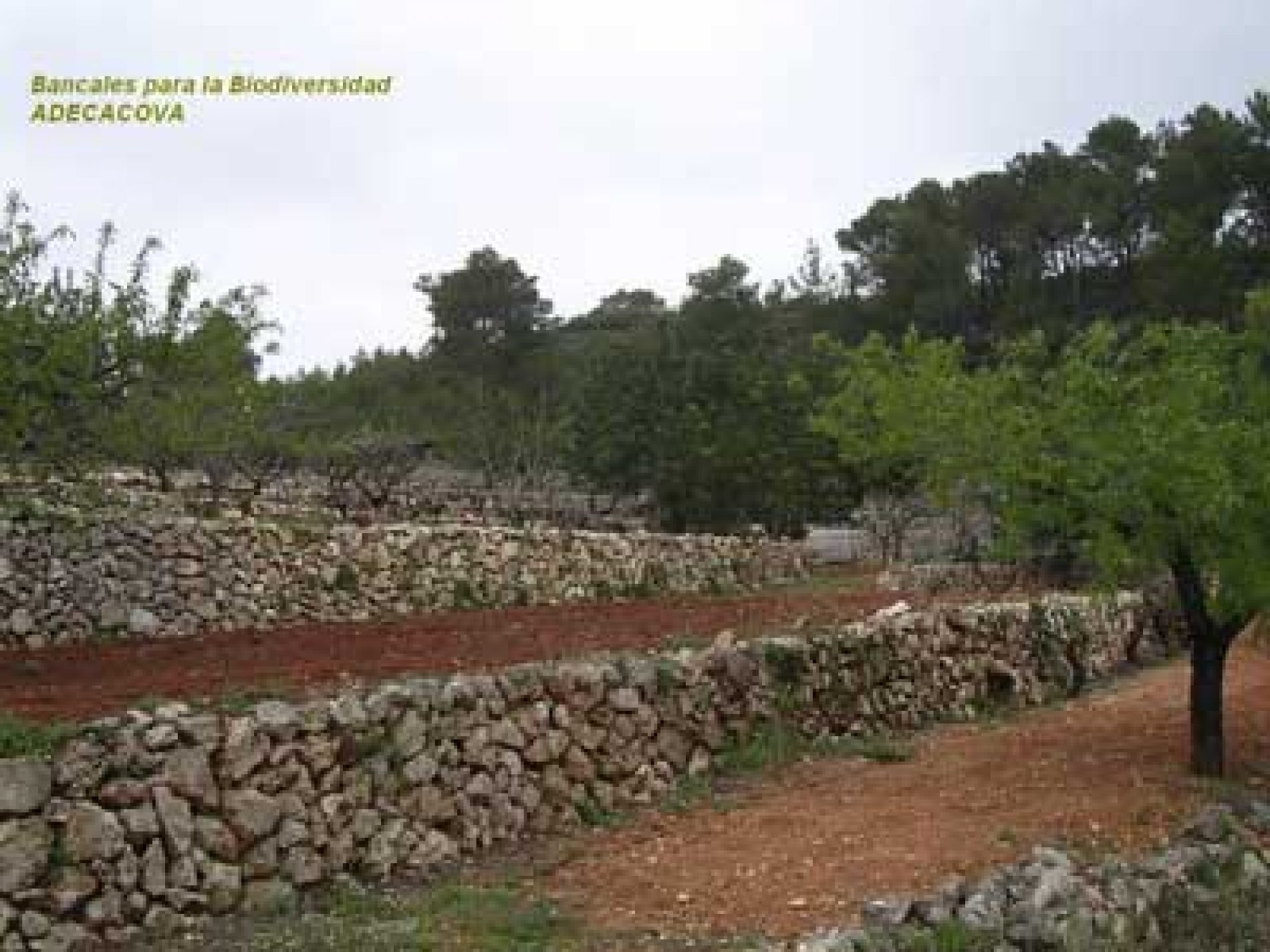 Europa tumba el Plan de Desarrollo Rural de la Comunidad Valenciana