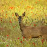 Concurso fotográfico (ACE) “Calendario 2017”